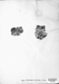 Dermatocarpon miniatum image
